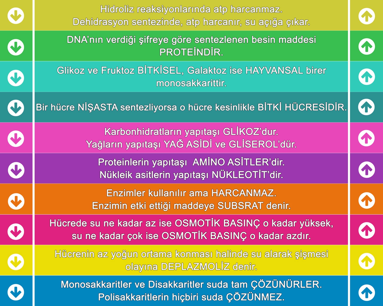 Biyoloji Merdiven Yazısı 3