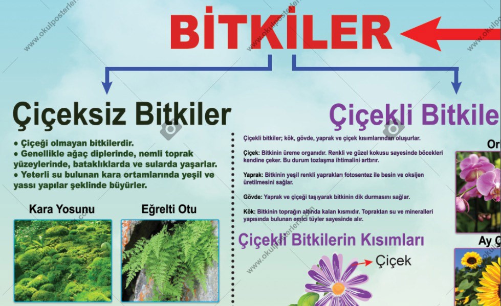 Canlılar Okul Posteri