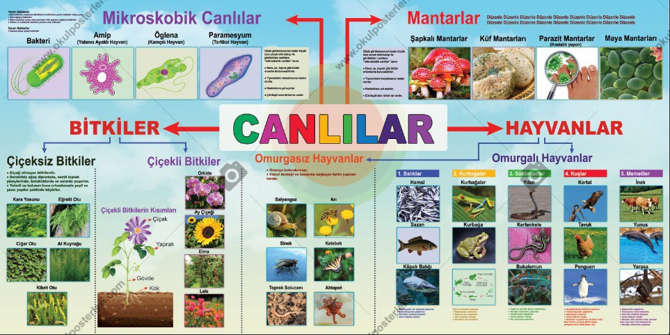 Canlılar Okul Posteri