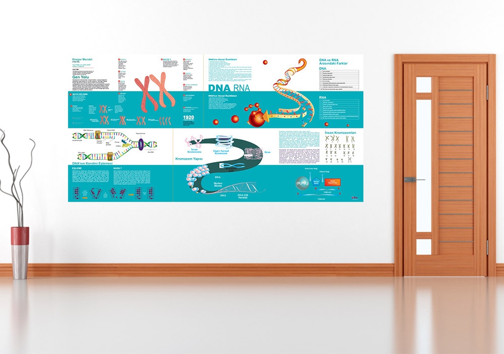 DNA RNA 3 Okul Posteri