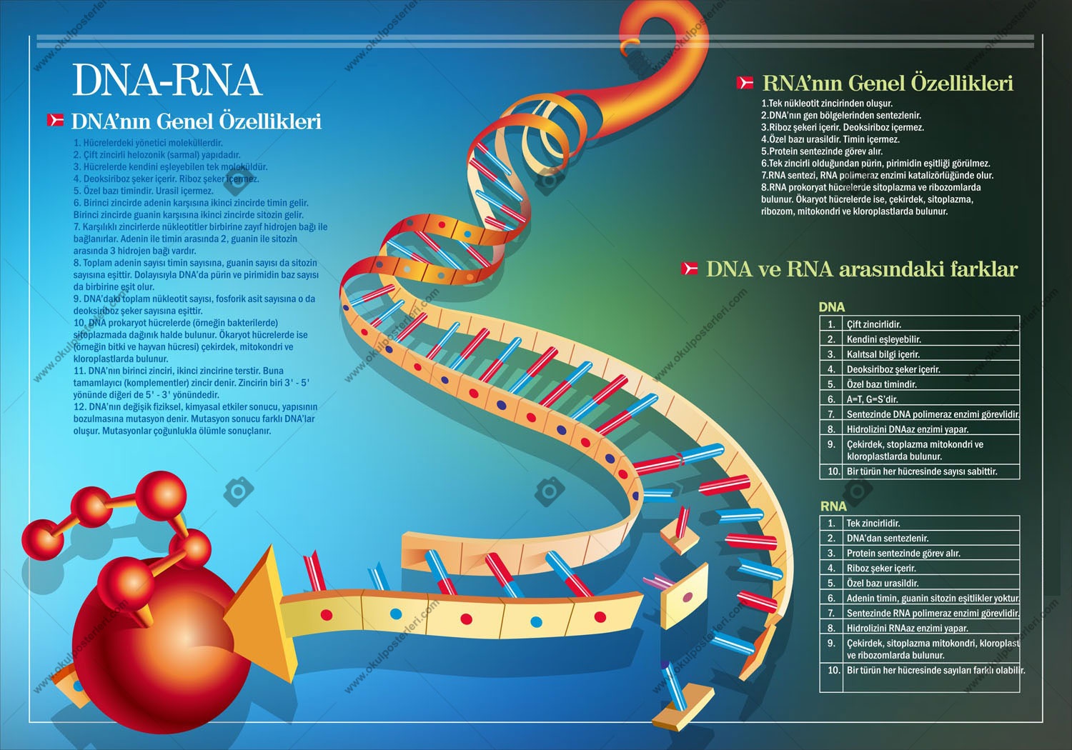 Dna ve Rna Okul Posteri