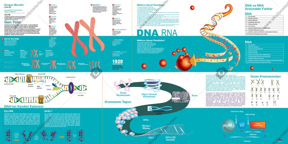 DNA RNA 3 Okul Posteri