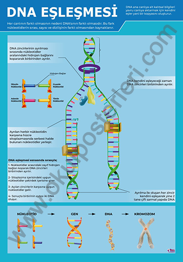DNA Eşleşmesi Fen Afişi