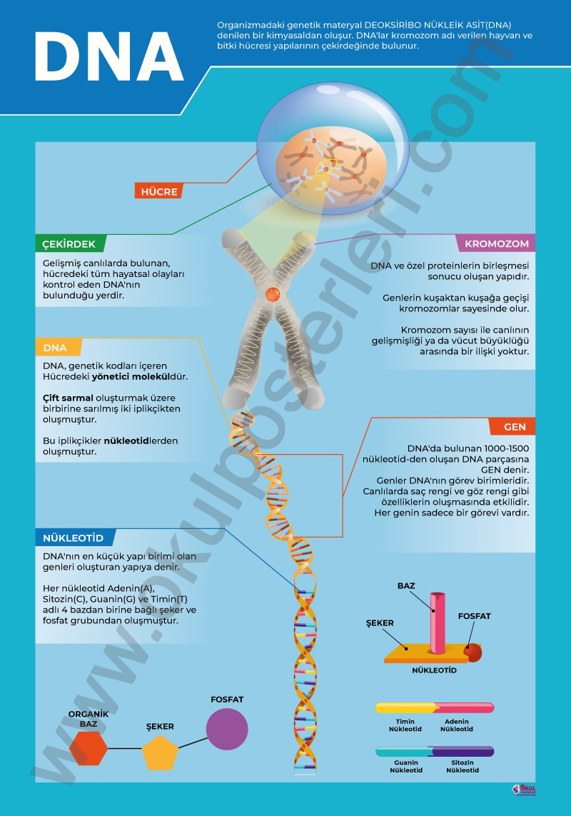 DNA Fen Afişi