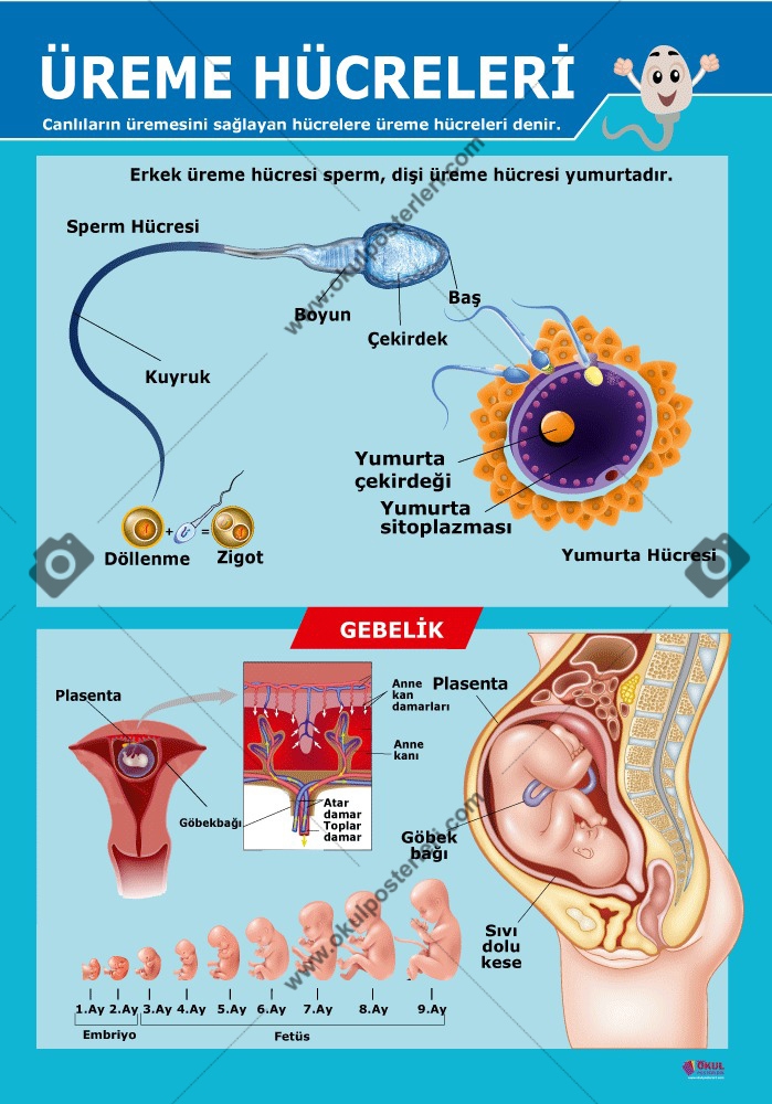 Üreme Hücreleri Afişi