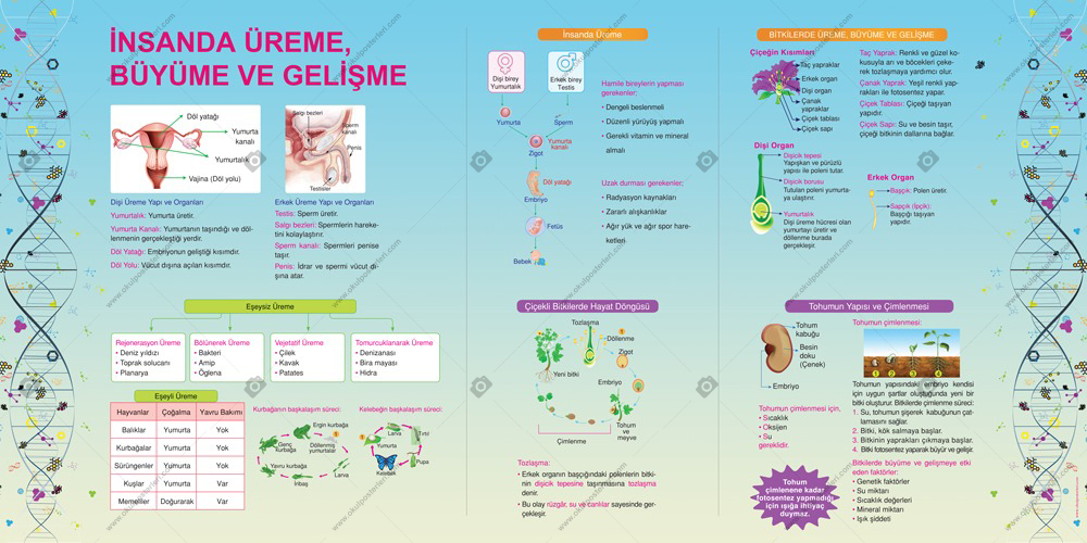  İnsanda Üreme Büyüme ve Gelişme Fen Posteri
