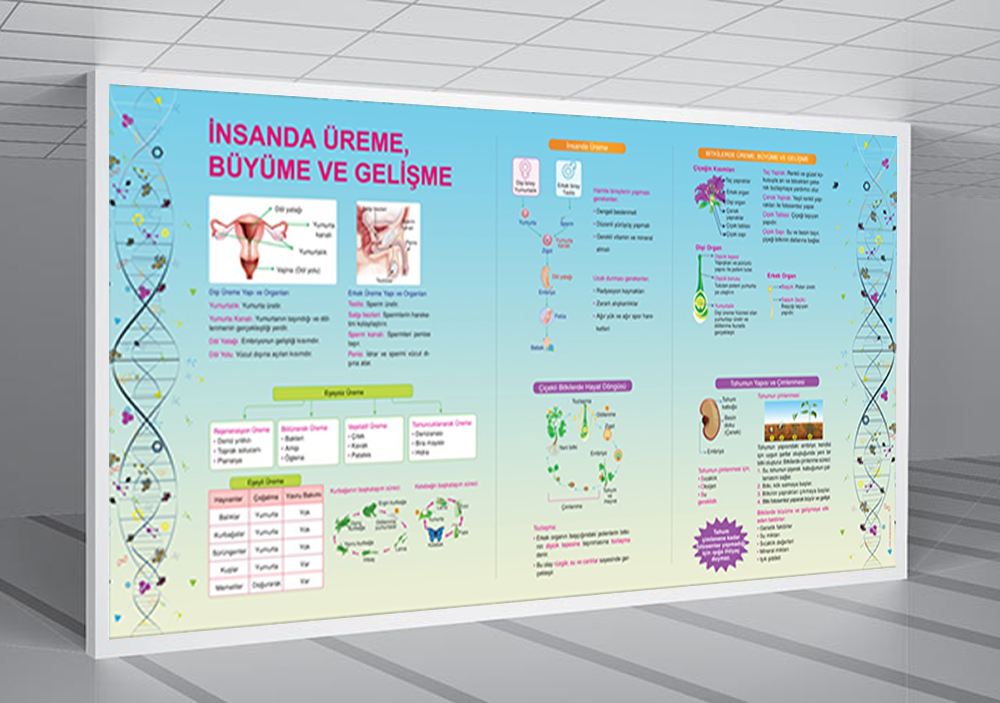  İnsanda Üreme Büyüme ve Gelişme Fen Posteri
