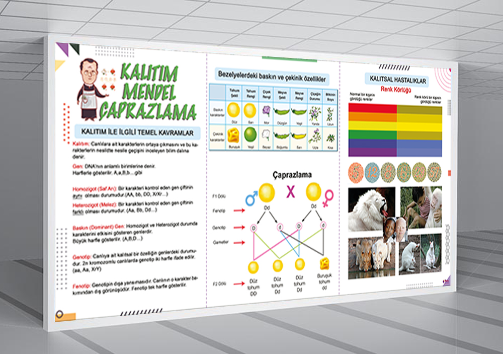  Kalıtım Mendel Çaprazlam Fen Posteri