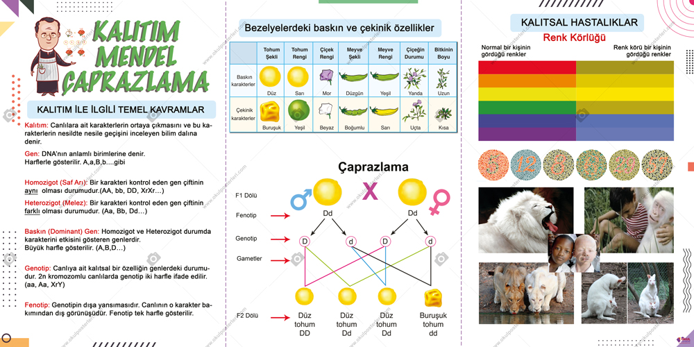  Kalıtım Mendel Çaprazlam Fen Posteri
