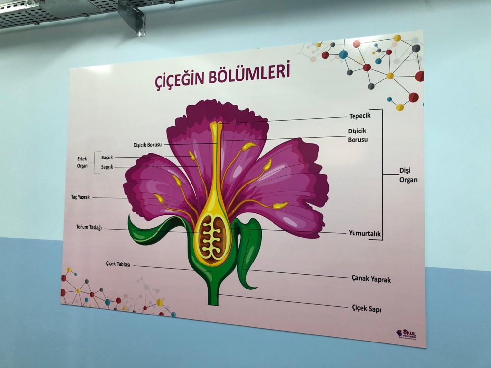 Çiçeğin Bölümleri