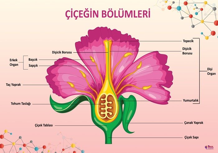 Çiçeğin Bölümleri