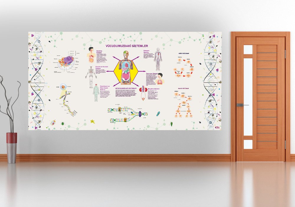 Vücudumuzdaki Sistemler Hücre DNA