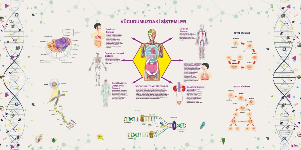 Vücudumuzdaki Sistemler Hücre DNA