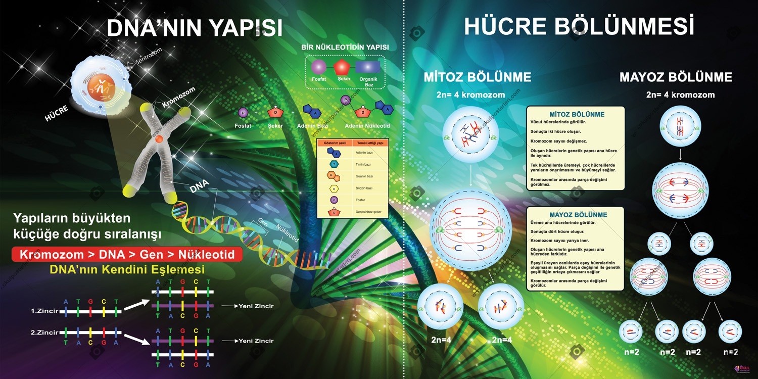 DNA Yapısı ve Hücre Bölünmesi Okul Posteri