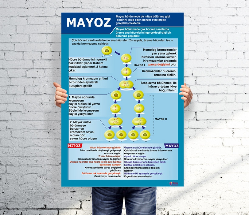 Mayoz Afişi