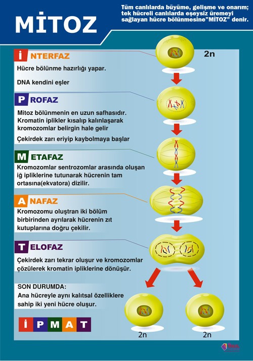 Mitoz Afişi