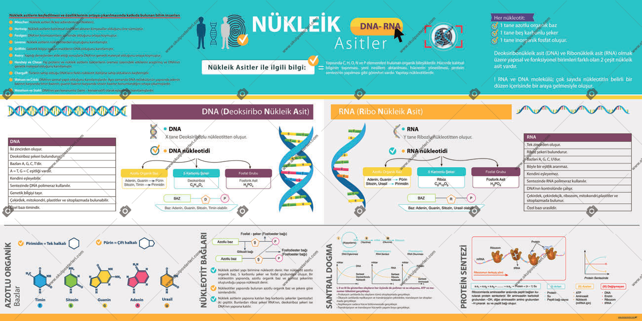 Nükleik Asitler Biyoloji Posteri