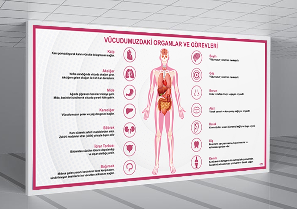 Vücudumuzdaki Organlar ve Görevleri Okul Posteri