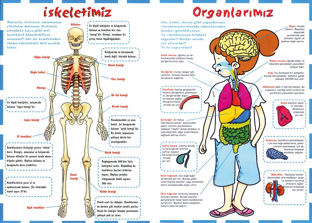 iskeletimiz ve organlarımız