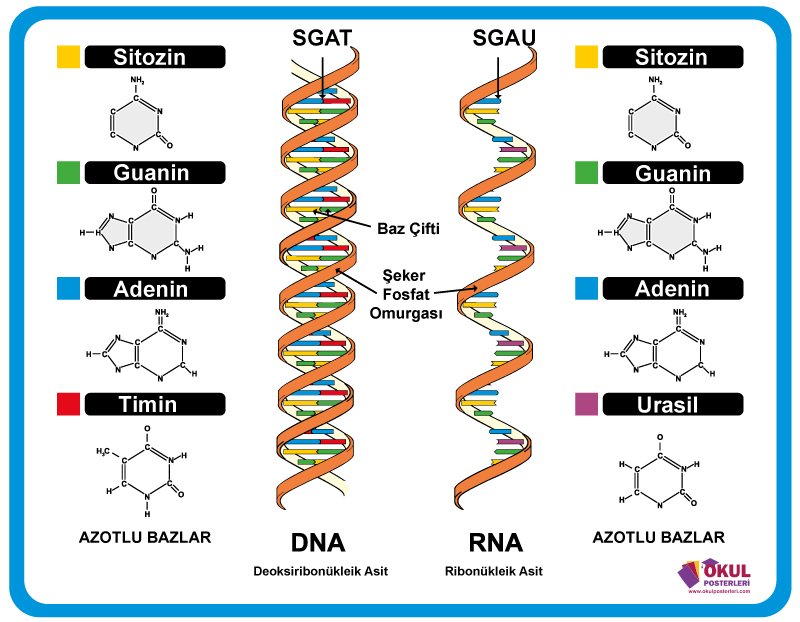 DNA ve RNA