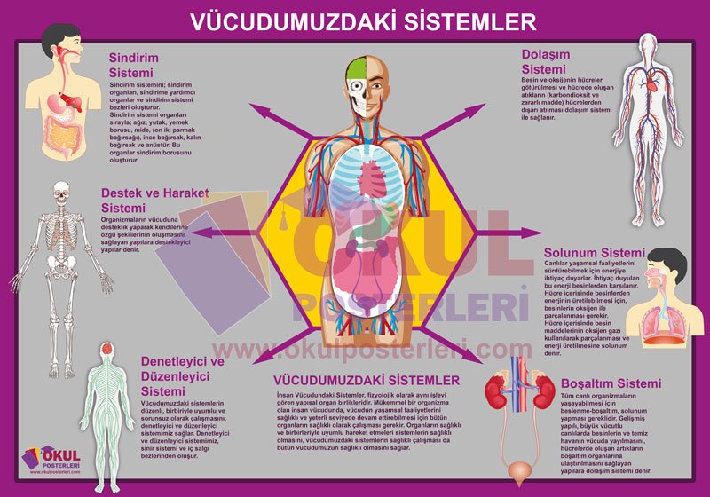 Vücudumuzdaki Sistemler