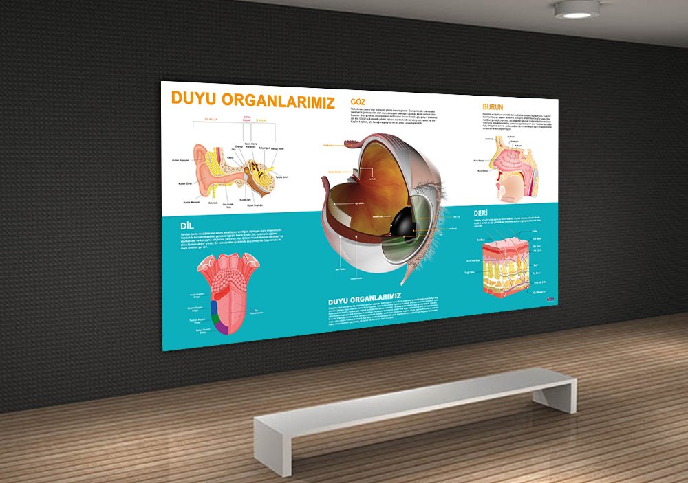 Duyu Organlarımız