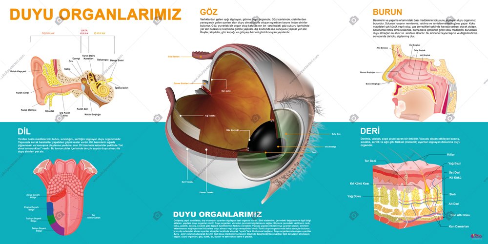 Duyu Organlarımız