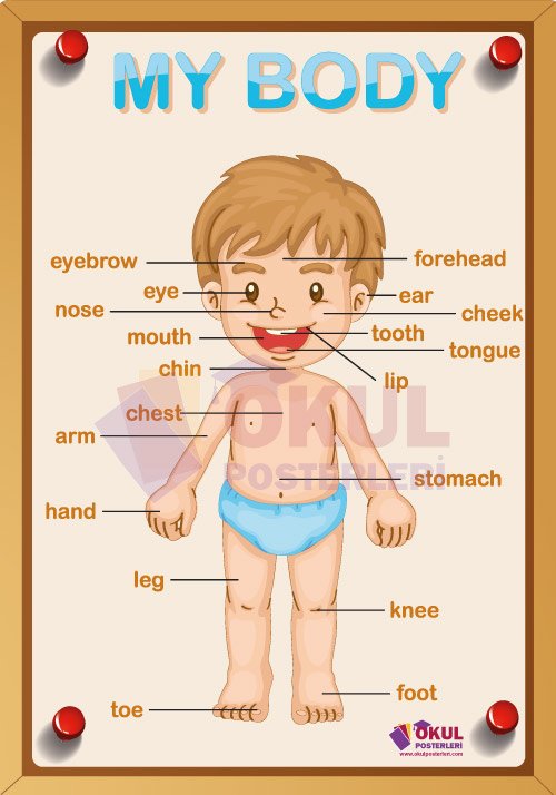 My Body 70x100
