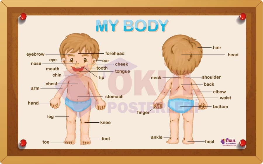 My Body 100x160