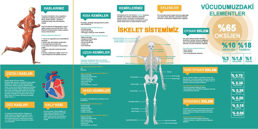 iskelet ve kas sistemimiz