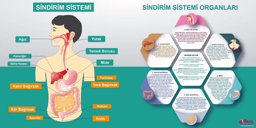 Sindirim Sistemi