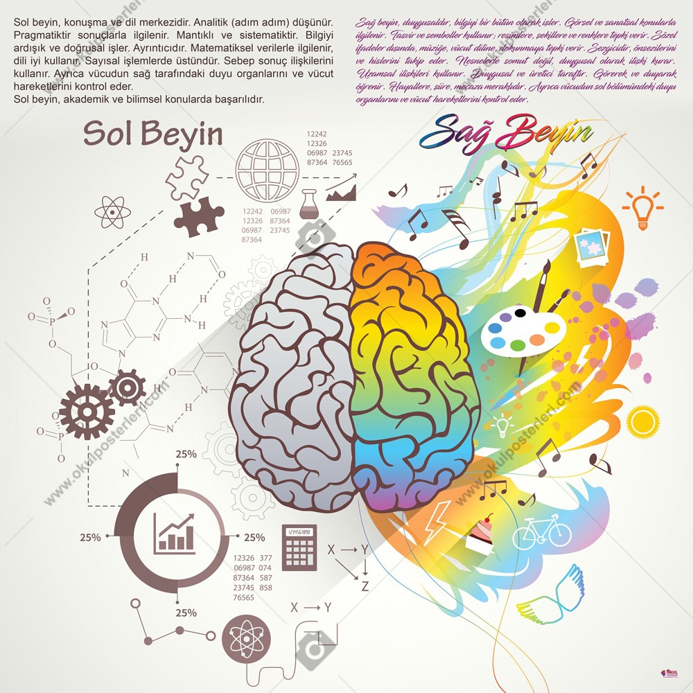 Sağ Beyin Sol Beyin Okul Posteri 2
