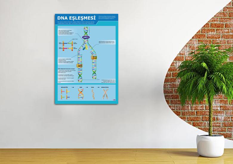 DNA Eşleşmesi Fen Afişi