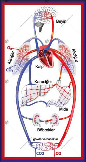 Kan Dolaşımı Fen Posteri - Zemin Çalışması