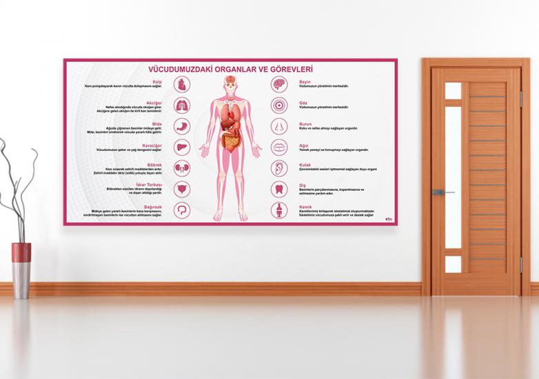 Vücudumuzdaki Organlar ve Görevleri Okul Posteri