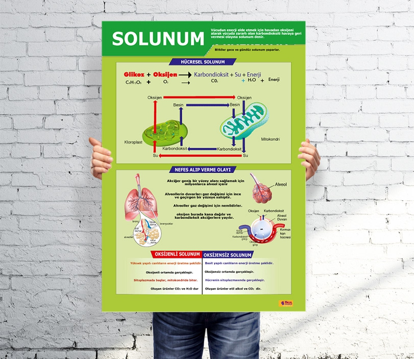 Solunum Afişi