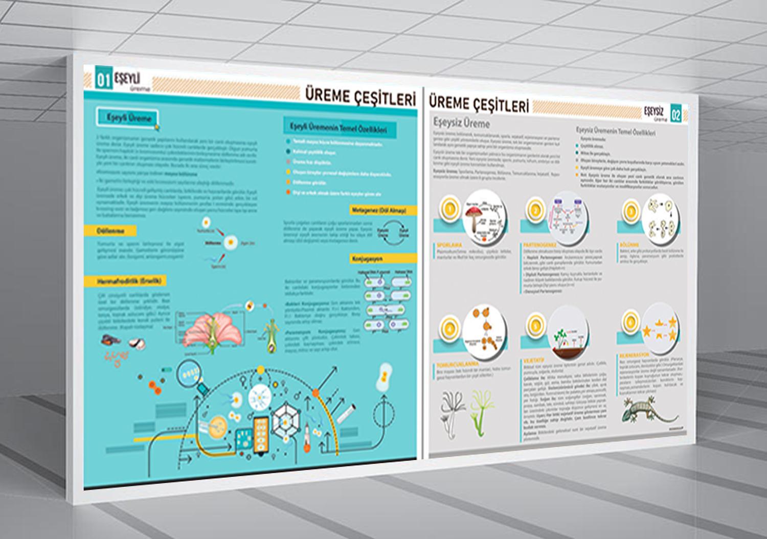 Üreme Çeşitleri Biyoloji Posteri