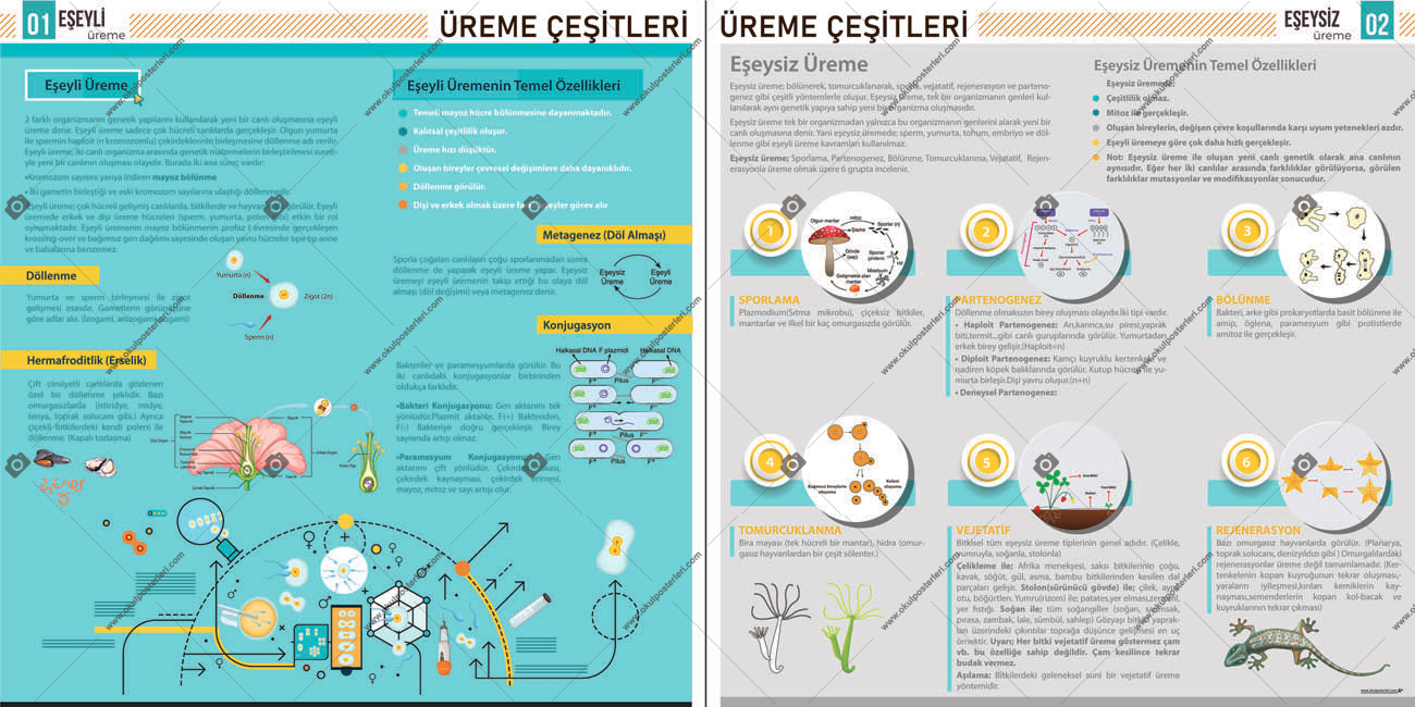 Üreme Çeşitleri Biyoloji Posteri