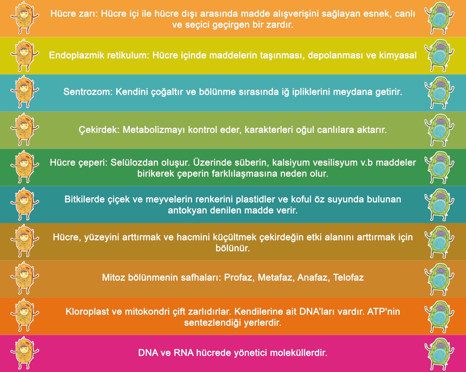 Biyoloji Merdiven Yazısı 2